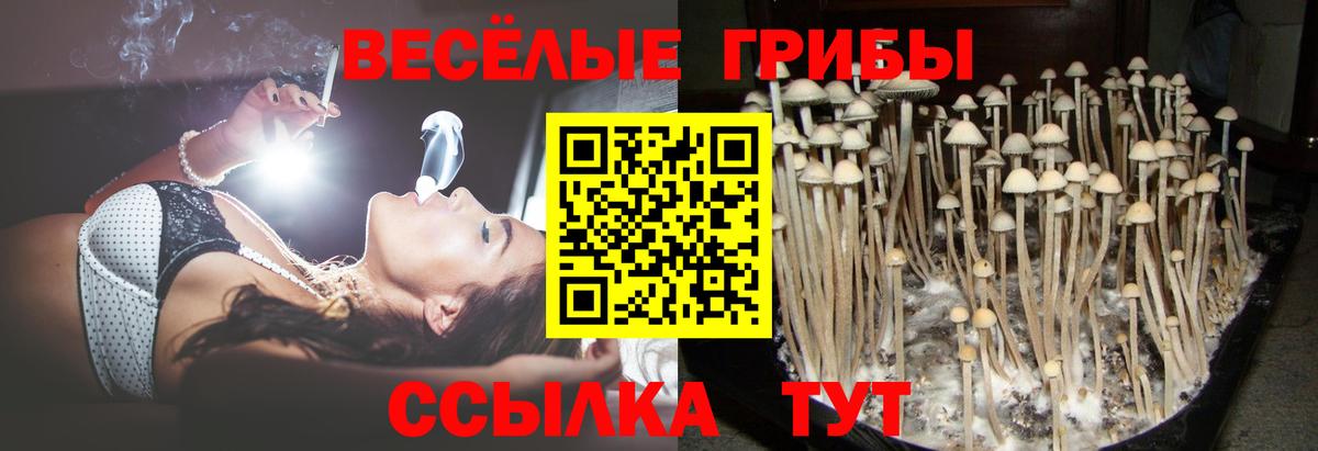 Галлюциногенные грибы Psilocybine cubensis Янаул